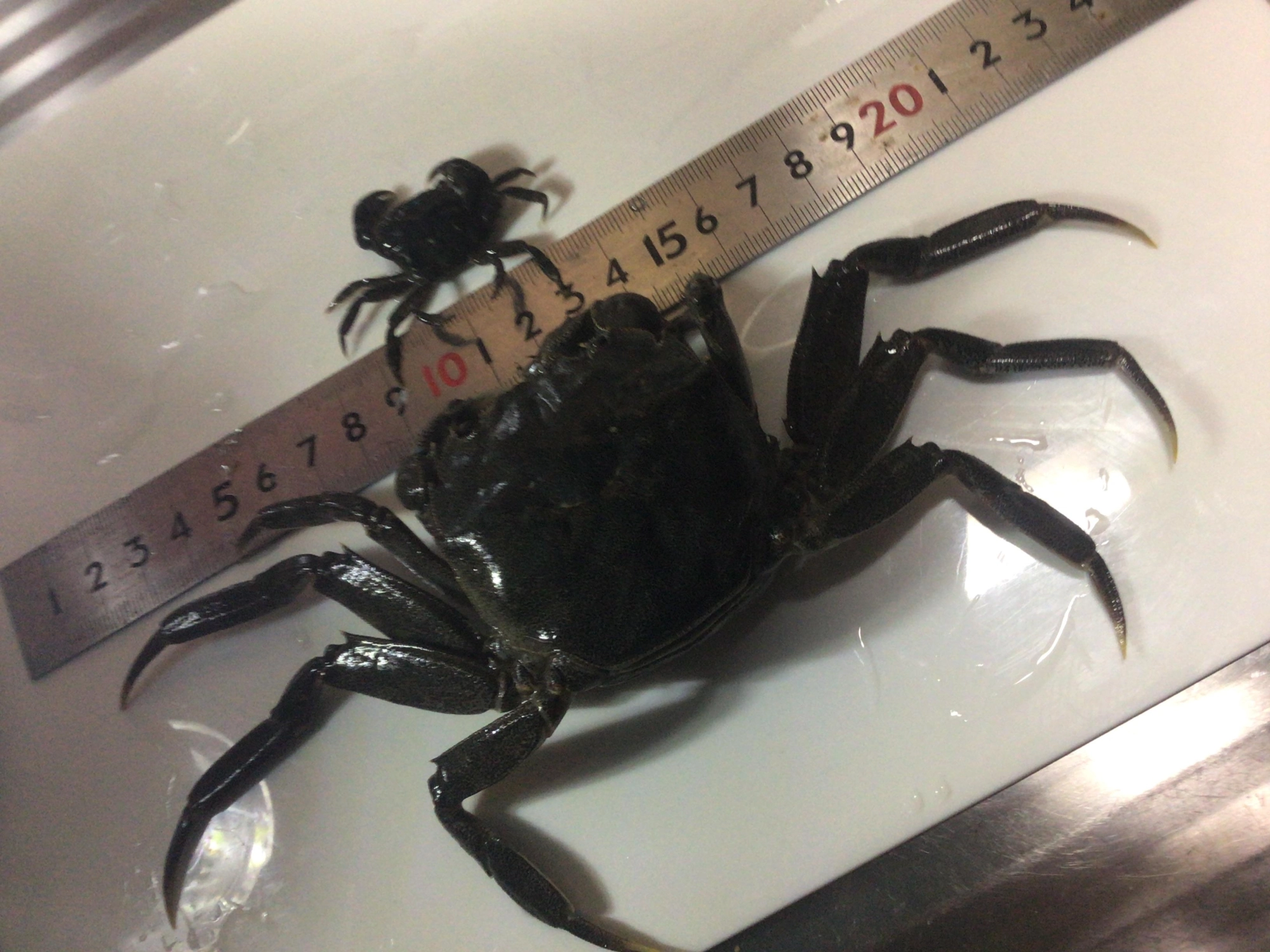 このサイズはチヌ餌にならんよね、、、。自分で食べよ。