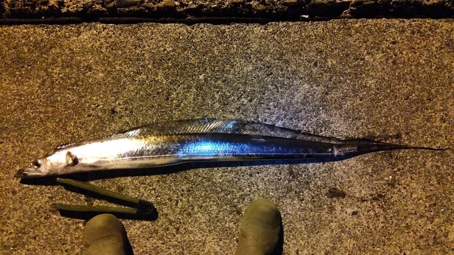 冷凍カタクチイワシには無反応
ダメ元でハタンポをちょい投げで泳がせると太刀魚が釣れました