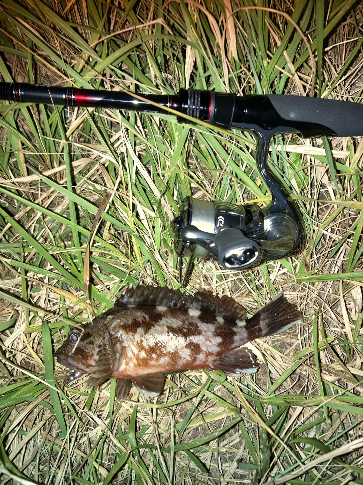 海底付近を誘えば良型カサゴも釣れてます。グラスミノーSに１グラムジグヘッドで連発しました。