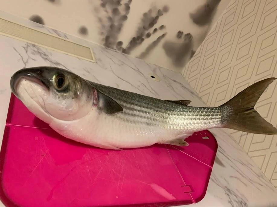 ボラが釣れてびっくりです(^○^)タモ貸してくれてありがとう
3ｷﾛはあったかな？www　
顔が可愛い♡