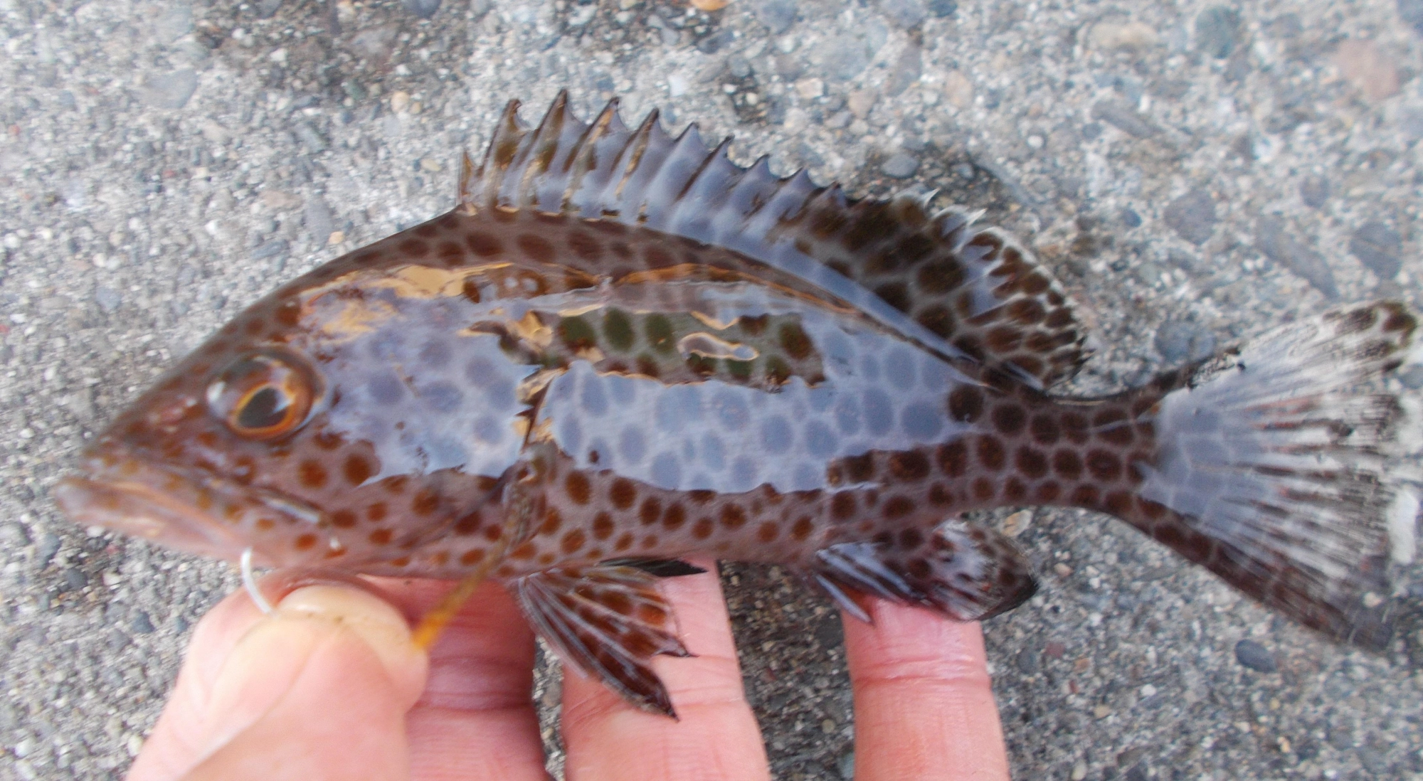 小さいですがオオモンハタが釣れました。