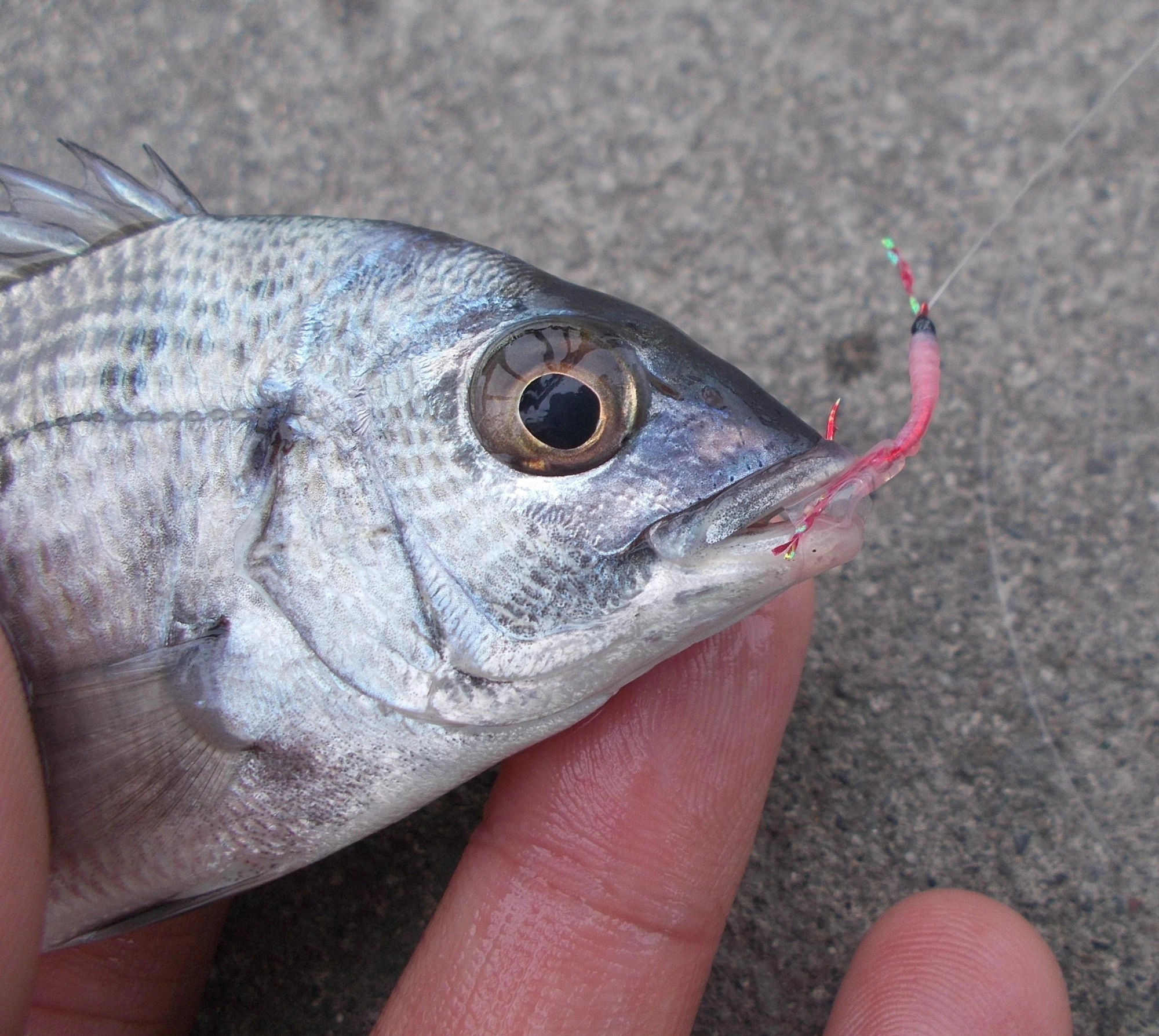 さびきで釣れてきましたがモエビ、オキアミを使って本格的に狙って見ても面白いですよ。