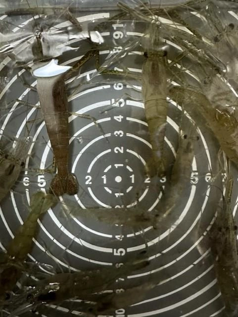 満足な釣果でした♪