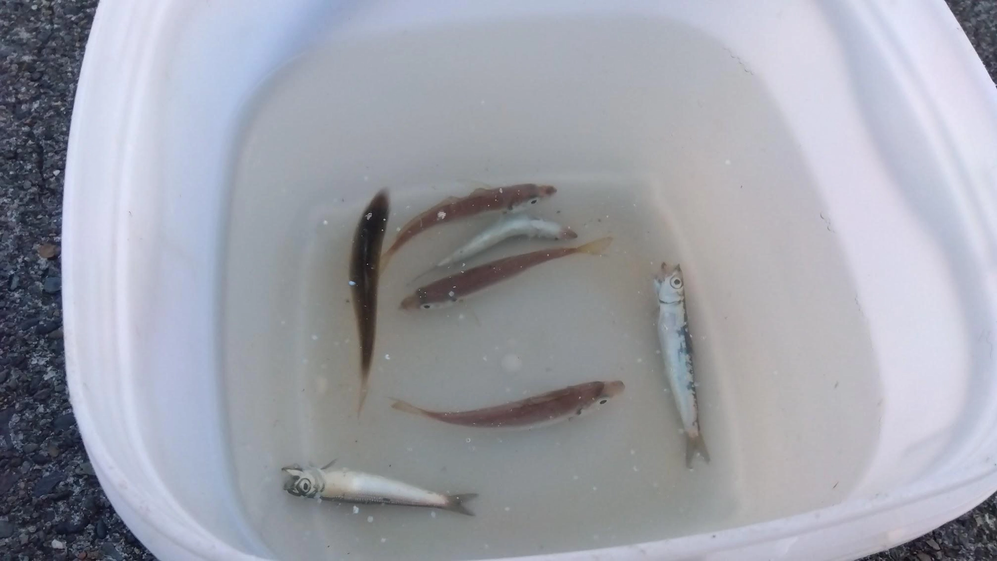 日が出ている間はカマスの猛攻で釣りになりません。18：30過ぎてようやく鯵・鰯が釣れました。鰯でいつもの太刀魚テンヤすると1バイトあり途中までついてましたが、途中で外れてしまいました。だいぶ軽めでしたのでたぶん小さい太刀魚じゃないかと思います。そのすぐ後にクエが釣れたのでそのまま撤収でした。