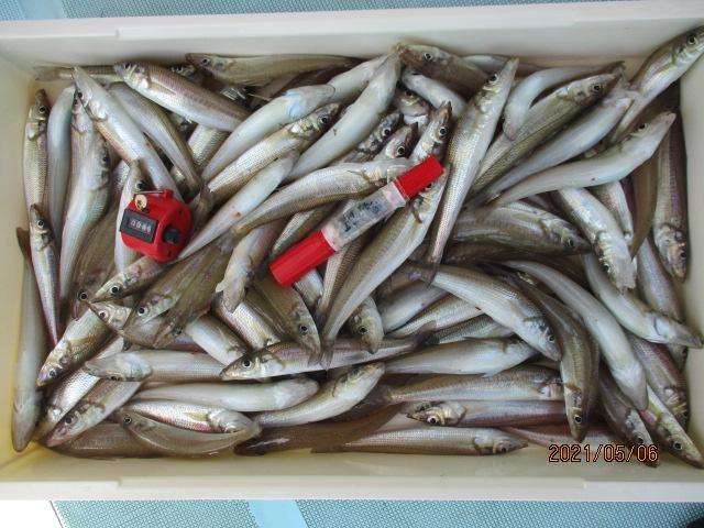 例年に比べるとまだまだ最盛期は先なのに既に『モロポチャギス』釣れますッ(^-^)