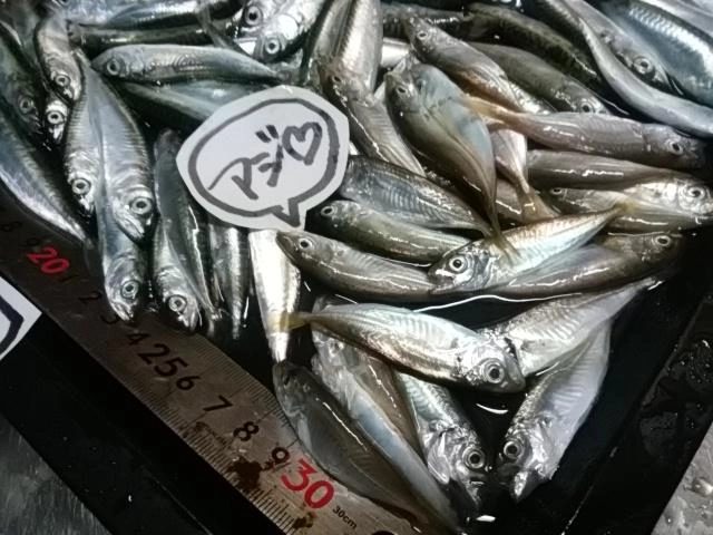 初アジ