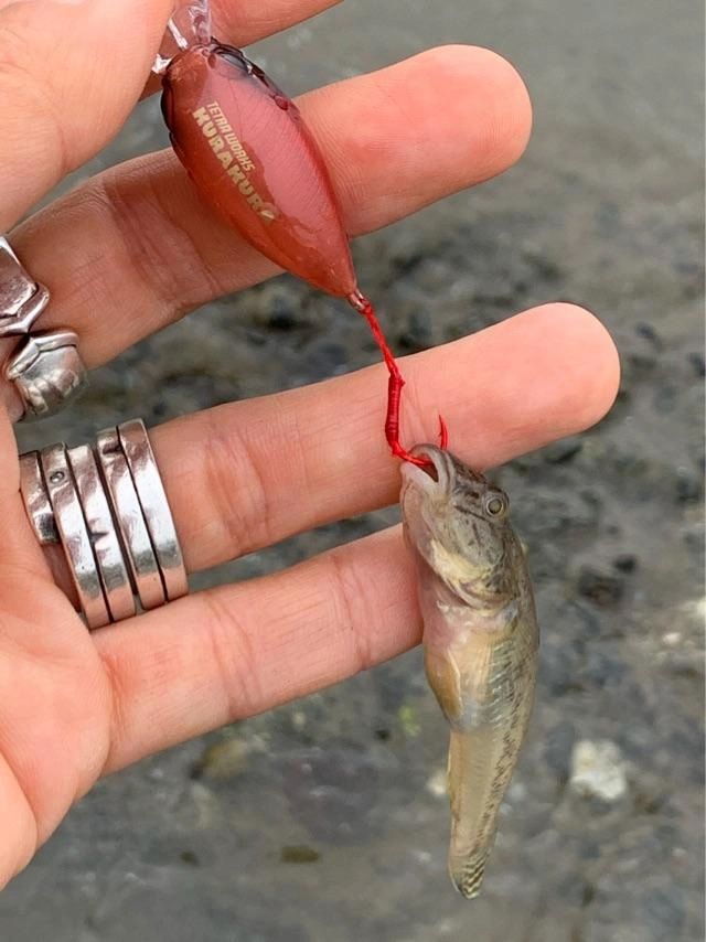 これは釣れる！今年の新色『クラクラ』赤ミミズカラー、金ミミズカラーとともにぜひ持っていきたいカラーですね♪