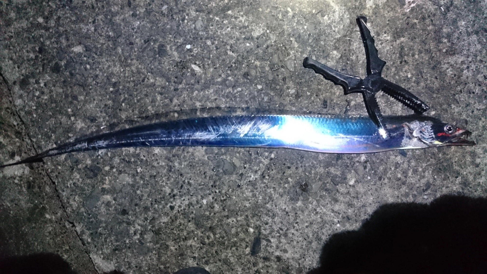 急に寒くなり太刀魚を狙うには厳しいシーズンに入りました。
思ったほど深場でなく中層で掛かったのでまだなんとか釣れそうです。