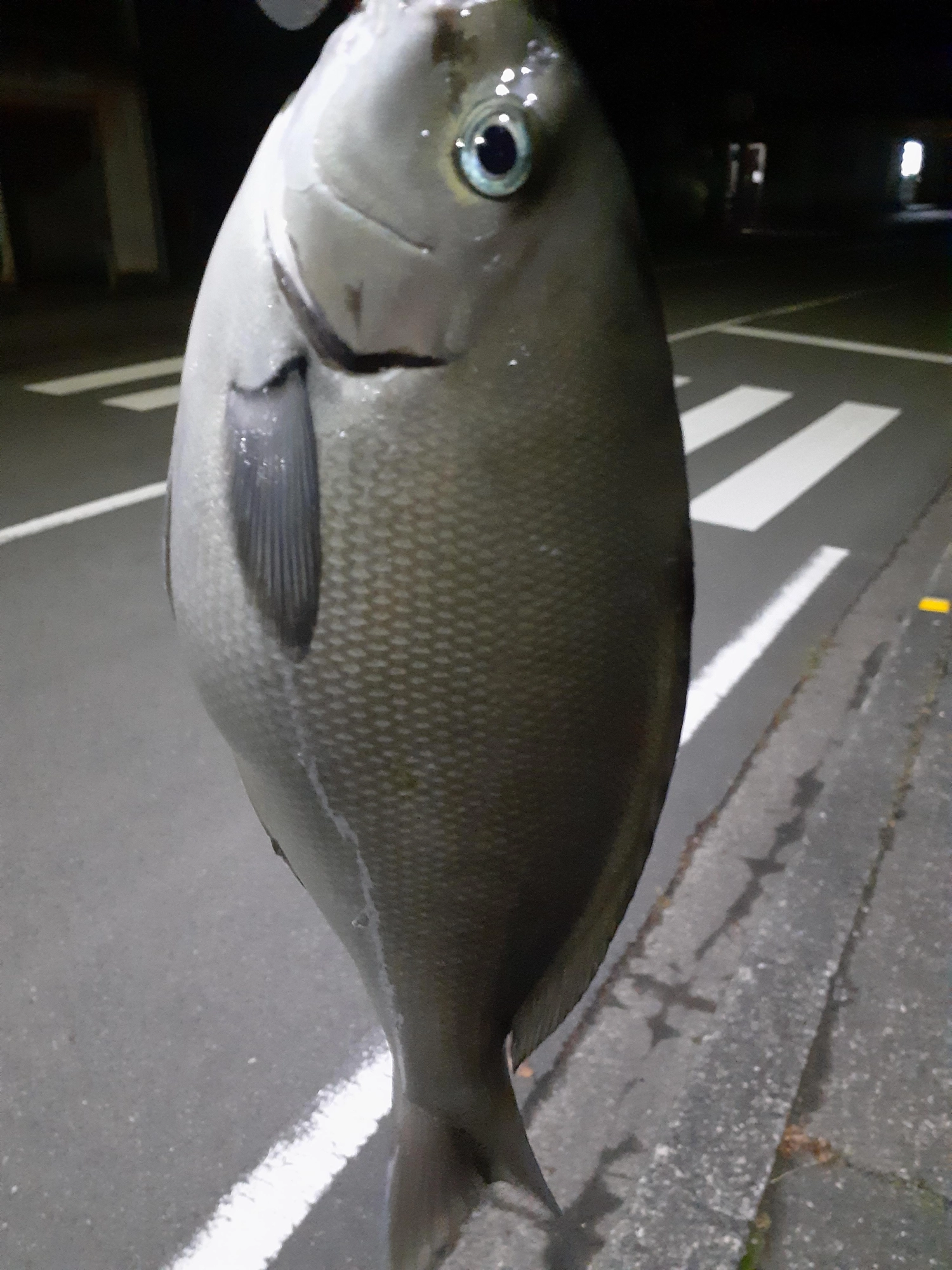 本日も無事に良型メジナを釣ることができました。掛かったあとの引きが面白くて夢中になっちゃいます。堤防の下の隠れ家へ急激に逃げ込むのでPEラインが擦りきれそう。グイグイ引っ張って、しばらくすると諦めて浮いてきます。このサイズなら抜き上げます。