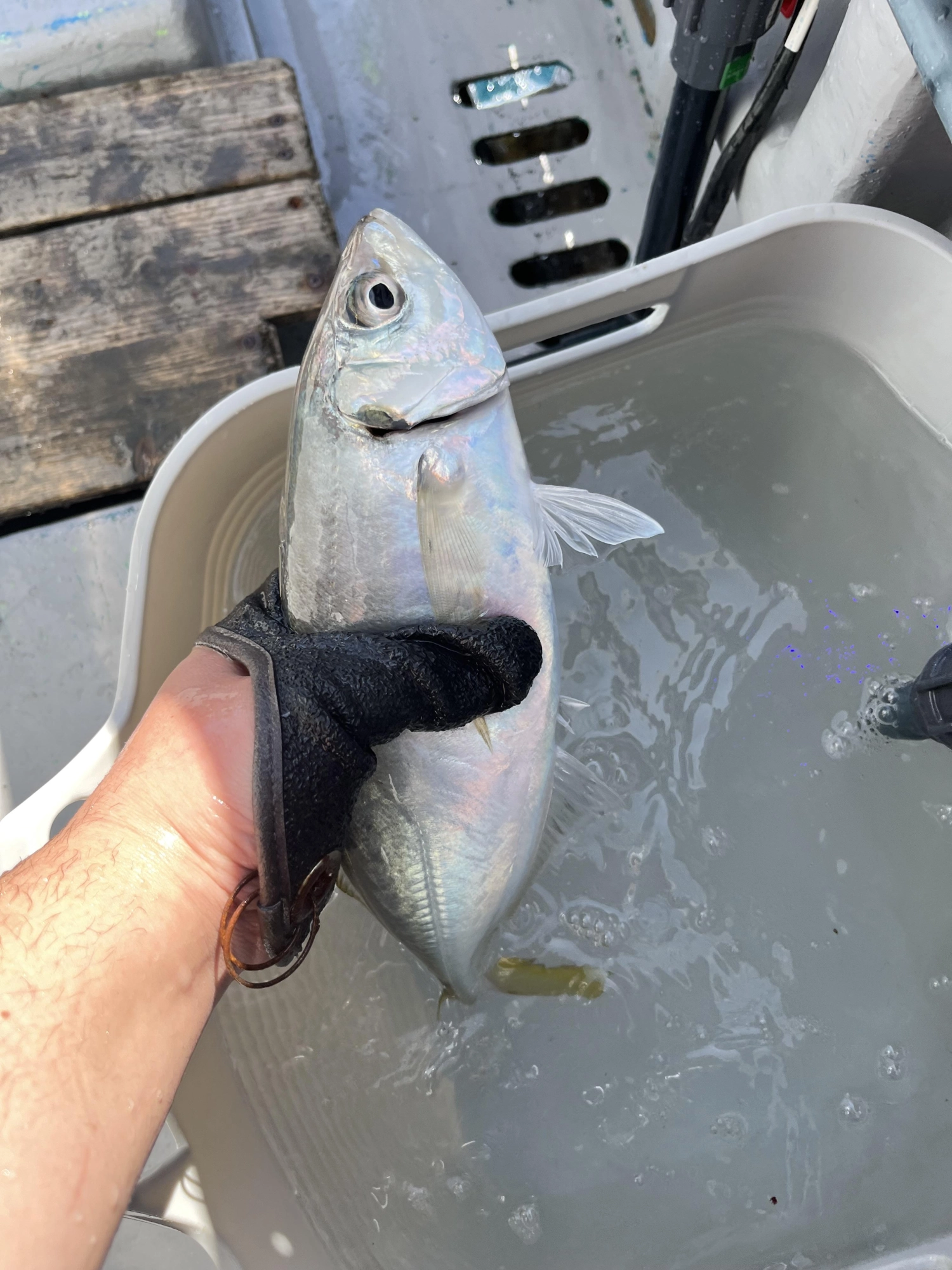 ツリノ『魚つかみグローブ』ぬるぬるしたアジをしっかりキャッチ！次のエサ付けがスムーズに！