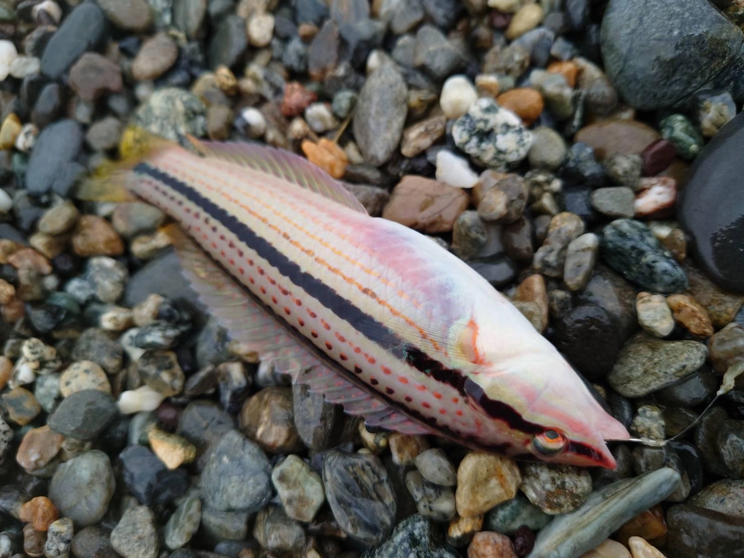 ベラも釣ることができました！20ｃｍ前後になると食味も最高です！