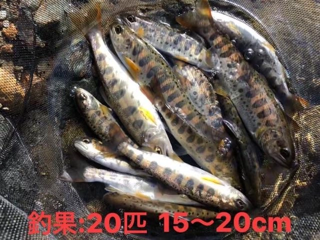 15ｃｍ～サイズ。釣果20匹！