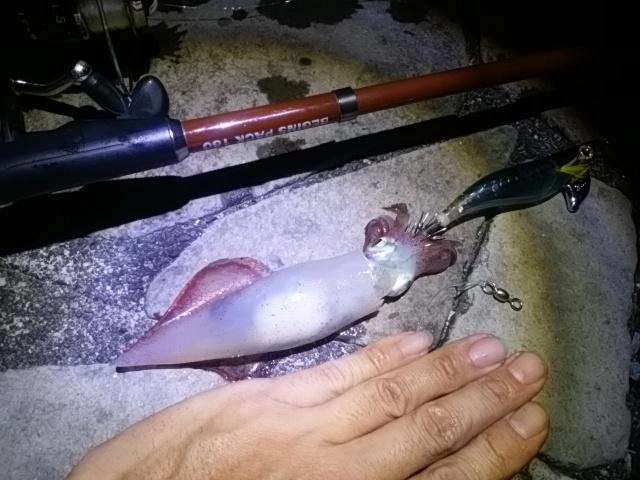 イカ