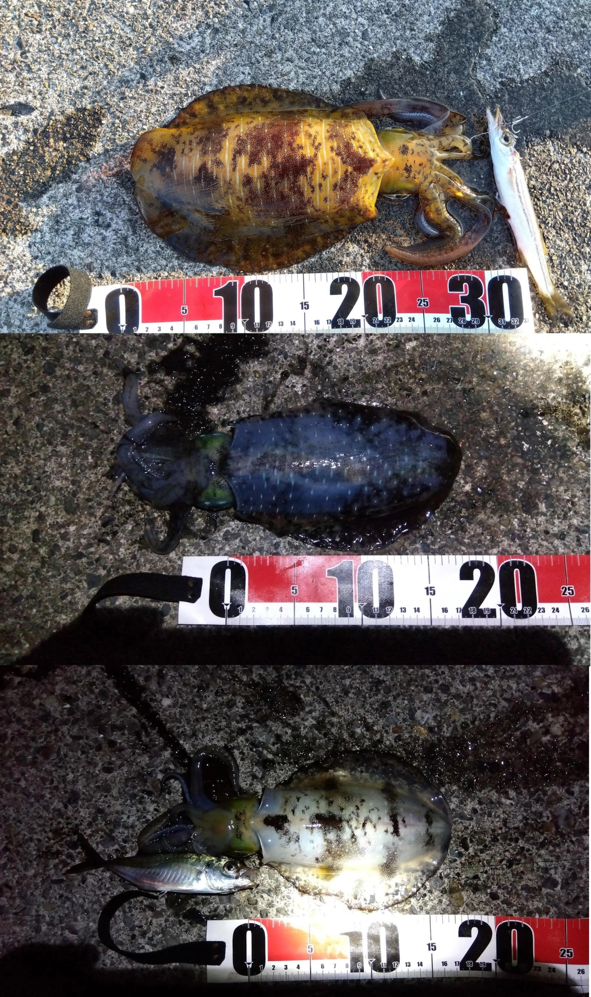 ２杯は25㎝くらいのカマス、最後は鯵で釣れました。
泳がせ餌が潤沢で躊躇なく強アワセできて３ヒット３ゲットでした。