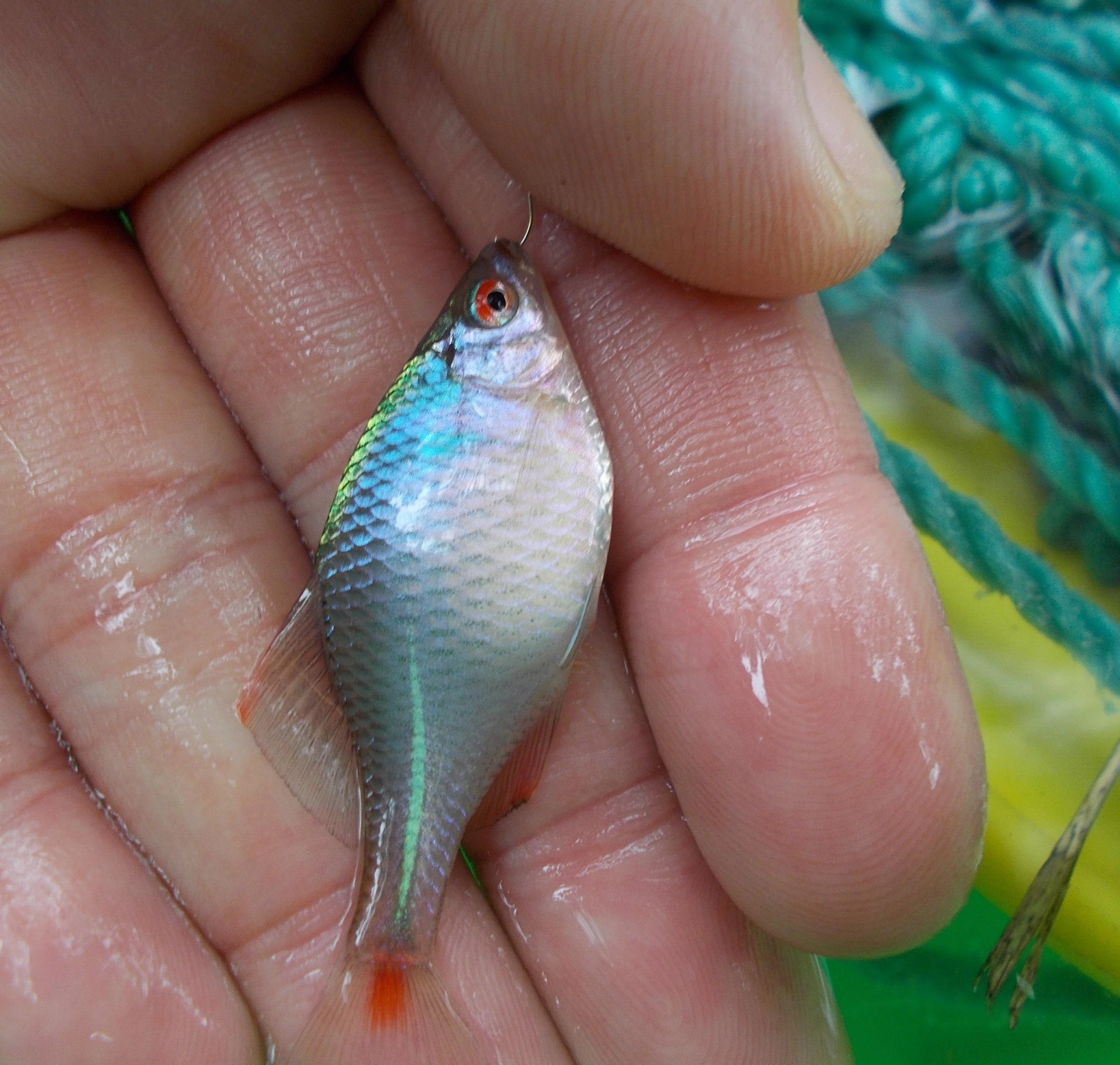 釣れた魚を触る時は手を濡らしてから優しく触れて下さい。濡らさないで触ると体温で魚がヤケドをしてしまいます。