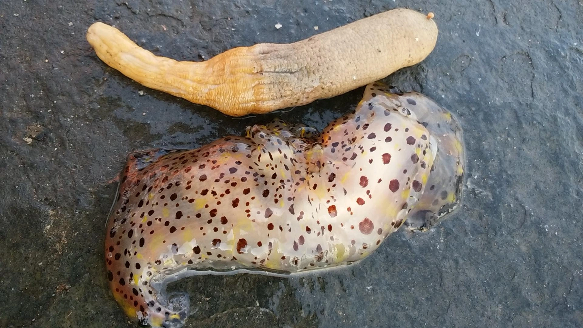 謎の生物まんさいでした。