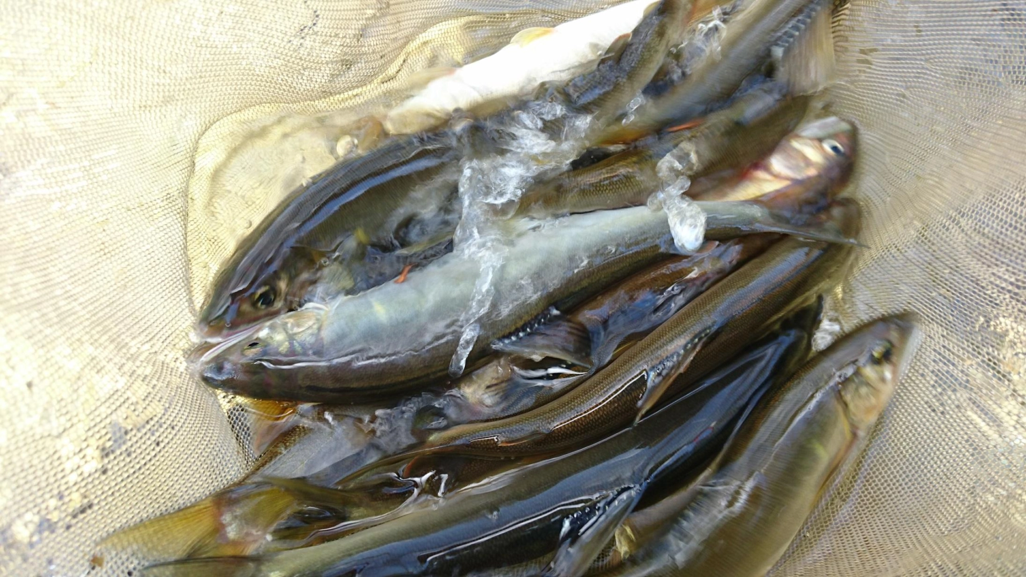 水温高く舟の中で色変わりしてしまいます・・・