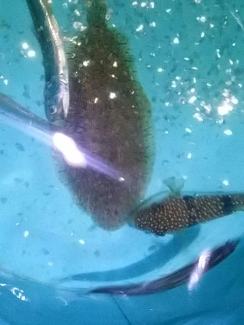 ソゲちゃん