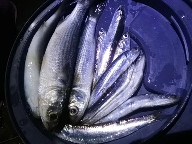 ボライワシ