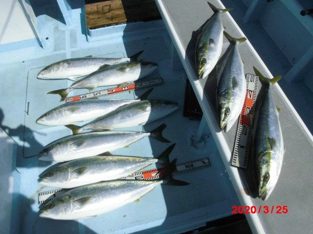 スモールベイトがベッタリンコでしたのでこれからの初春『活き鰯ヒラメ、青物釣り』が激アツッ‼︎