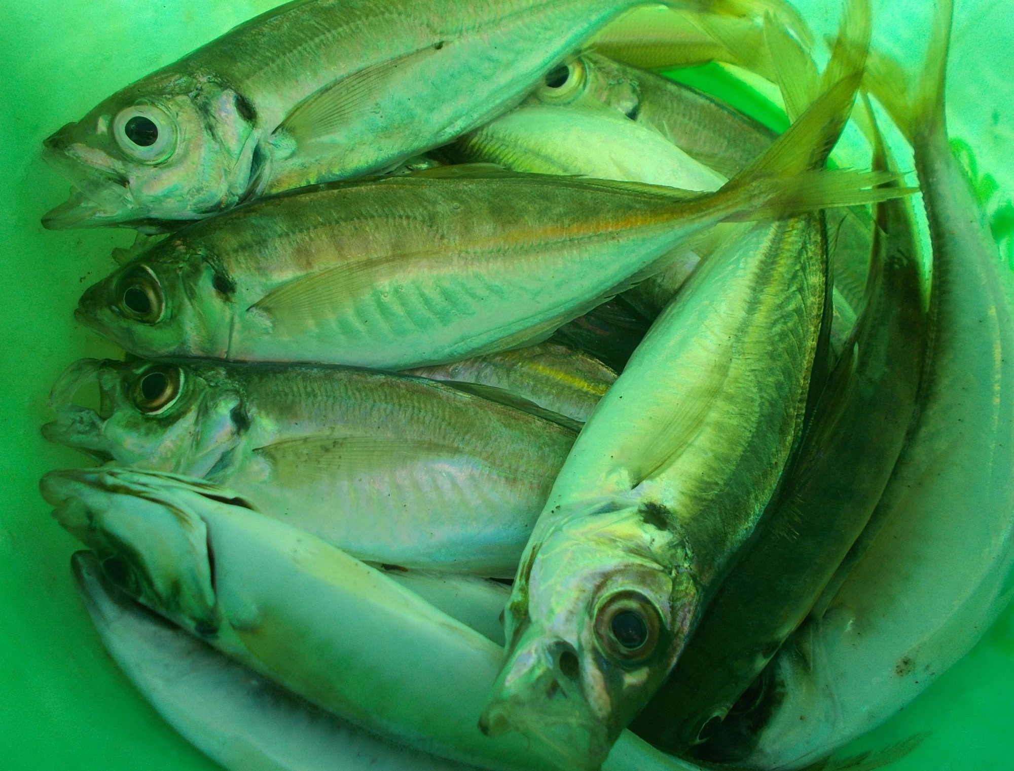 短時間でしたがこんなにアジが！最高の初釣りでした。