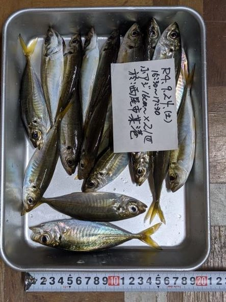 体高がより高く、脂がより乗ってきているのが解る。
捌くと白い脂がベットリと目立つ。