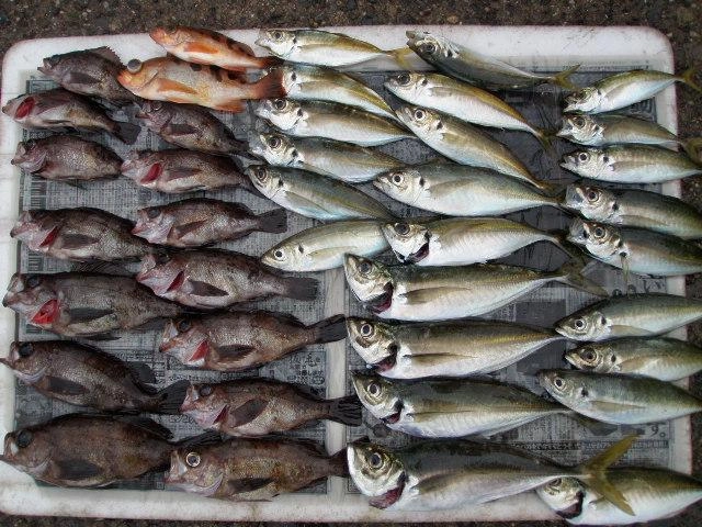 いい感じで釣れました。