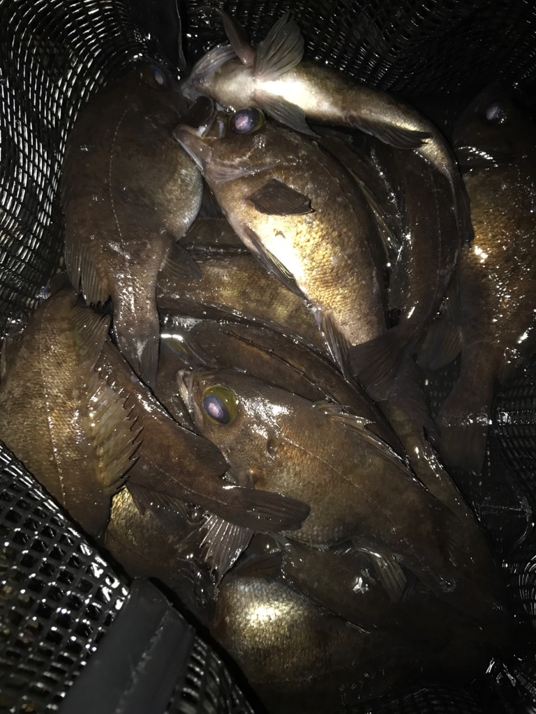 堤防では出せないこの釣果！