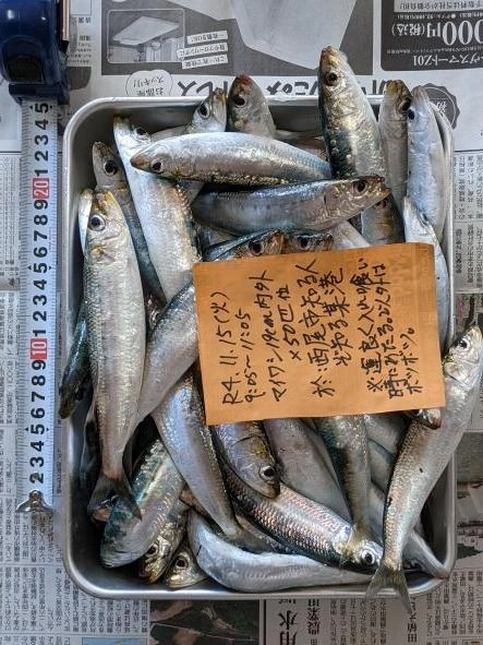 三年連続11月頭にマイワシが来てくれている。
本当に有難いことだ。