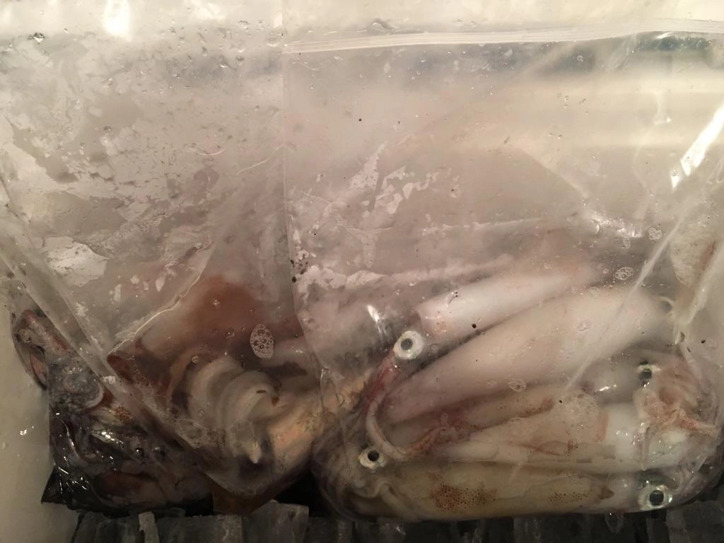 全部で２５杯とまずまずの釣果！お刺身が甘くて美味しいですよ♪