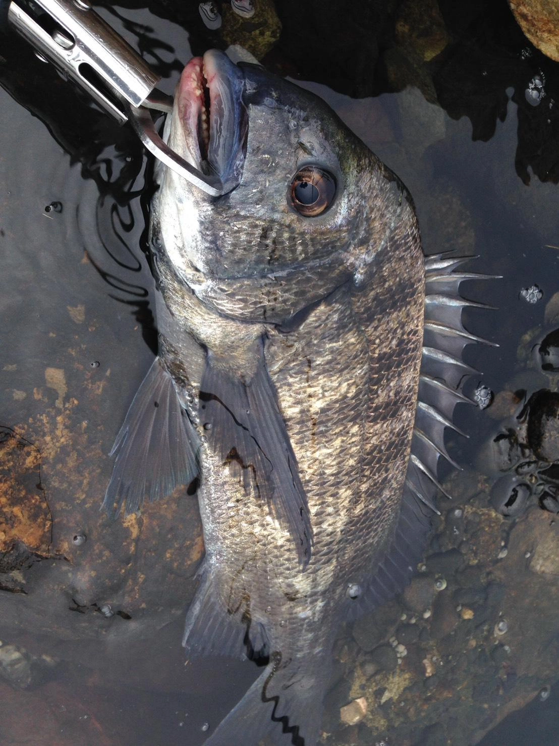 クロダイも釣れました！
