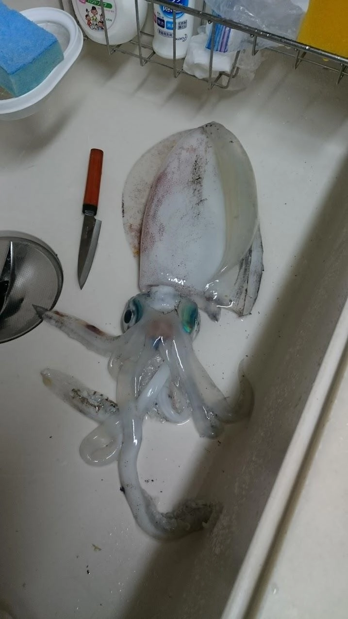 釣り場で写真を撮り逃したので下処理後です。　(^^;)
掛けたのはマアジのロデオ針フリー泳がせでした。ウキのアオアジ泳がせにも来ましたがそちらはバラシでした。もしかすると太刀魚だったかもしれません。