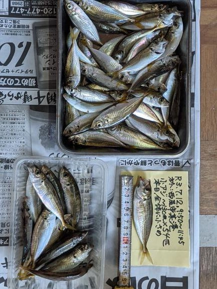 本日のコアジ全体に小さめ。小サバ、サッパ多数放流。
ボトム付近から上方へと棚が変わっていった。