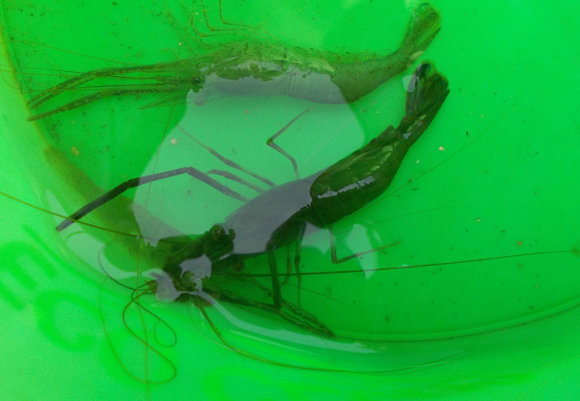 エビはバケツに入れて活かしておくと、食べた物を排出するので丸ごと食べられます。
