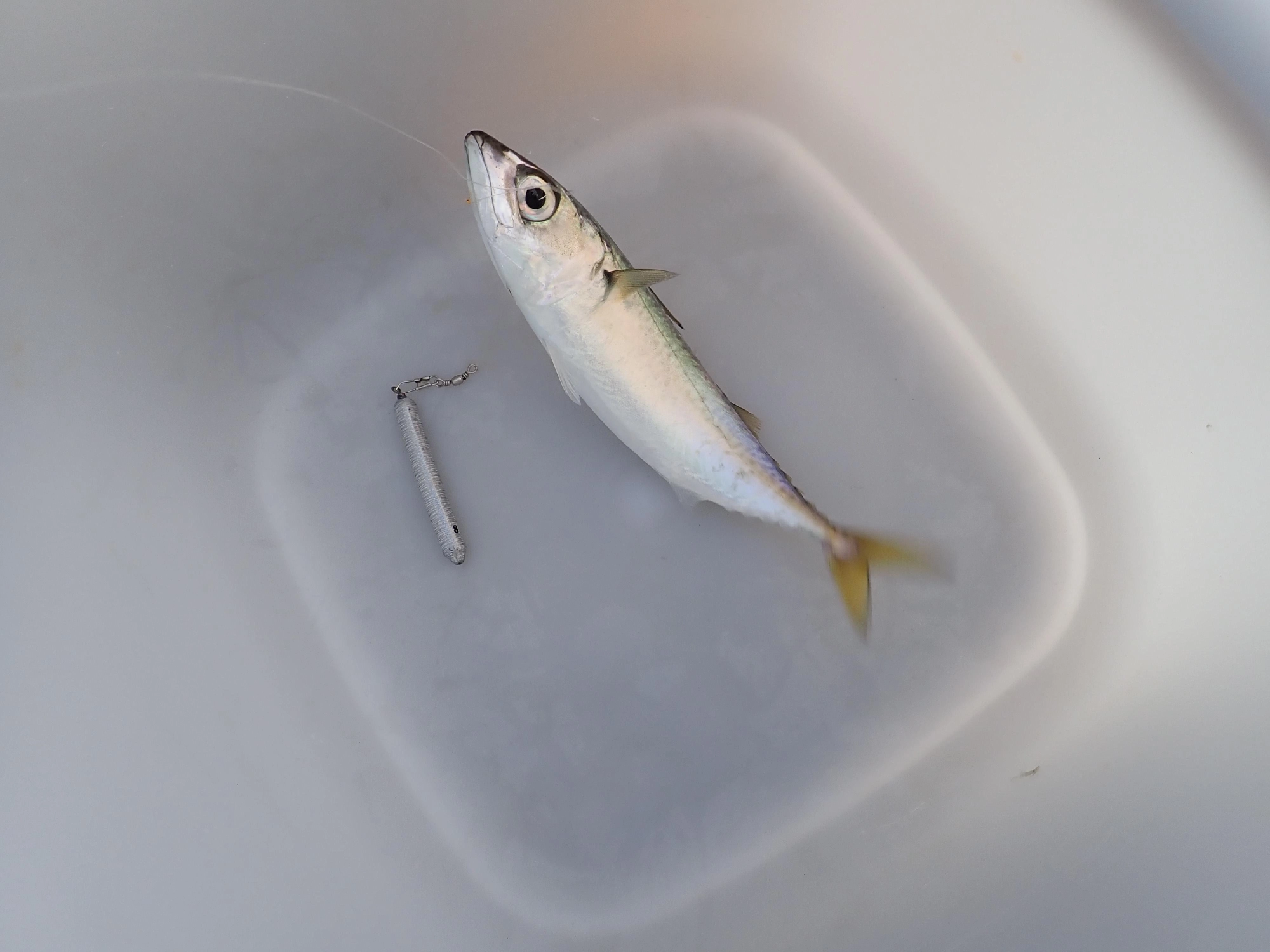 サバも大きくなってきました。