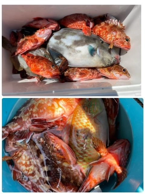 カサゴポイントはアタリも多く良型も混じります
