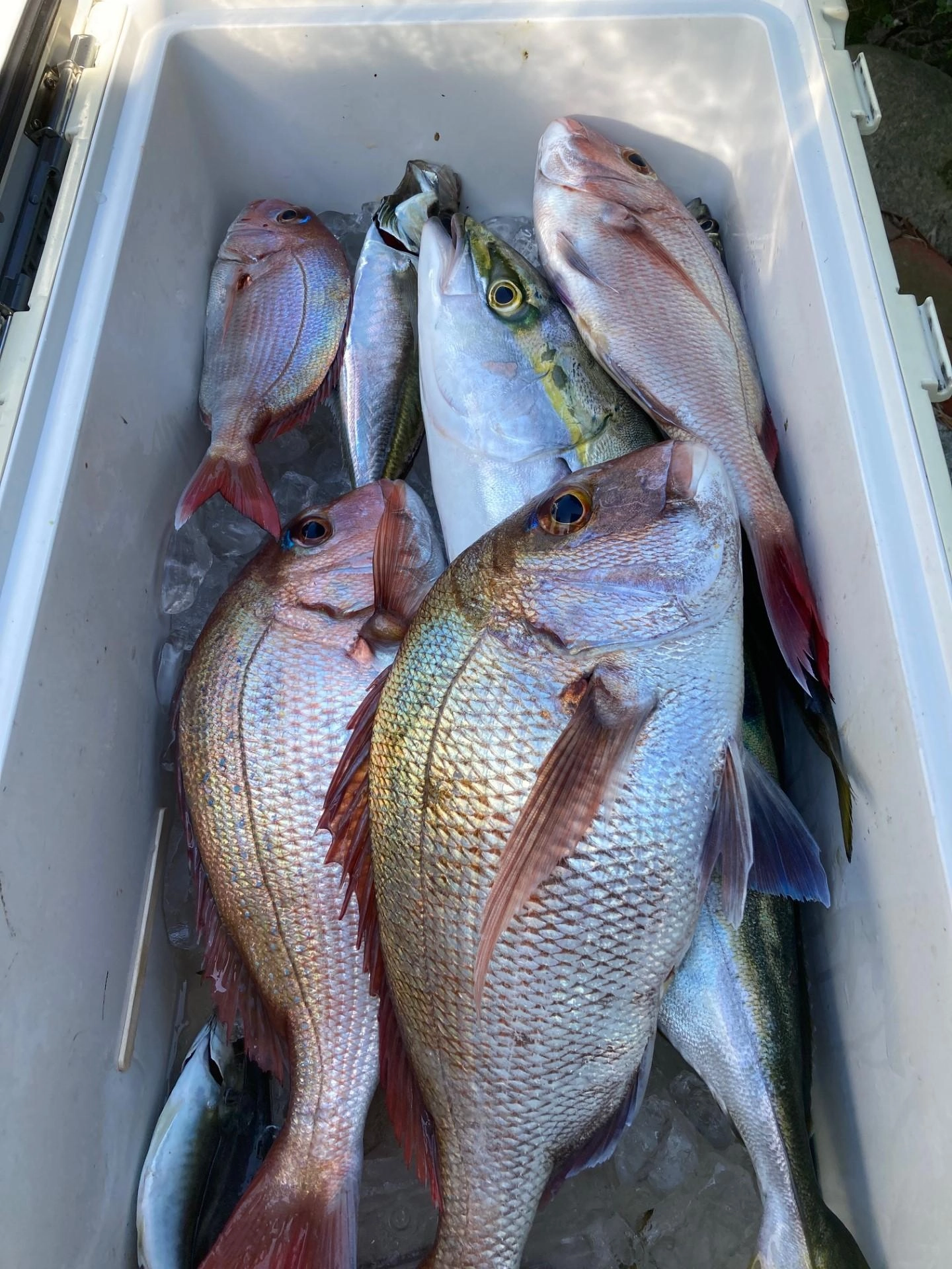 満足の釣果。小型のマダイで傷の浅い魚はリリースで次の楽しみに♪