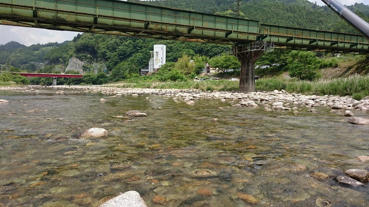 この上からお錦橋までに群れ鮎が多く居ます！！