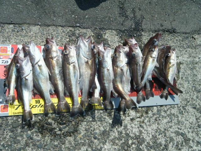 アラが１８匹！！
