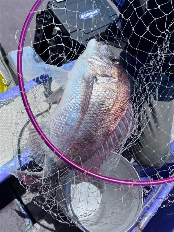 真鯛も釣れました！ラスト１投にドラマが起きました！ｗ最高の釣果です！