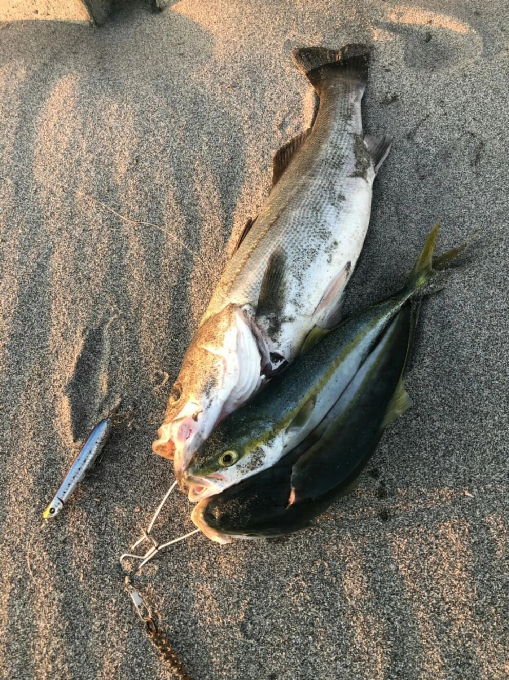 前日はハマチとシーバス♪こちらもトップ♪