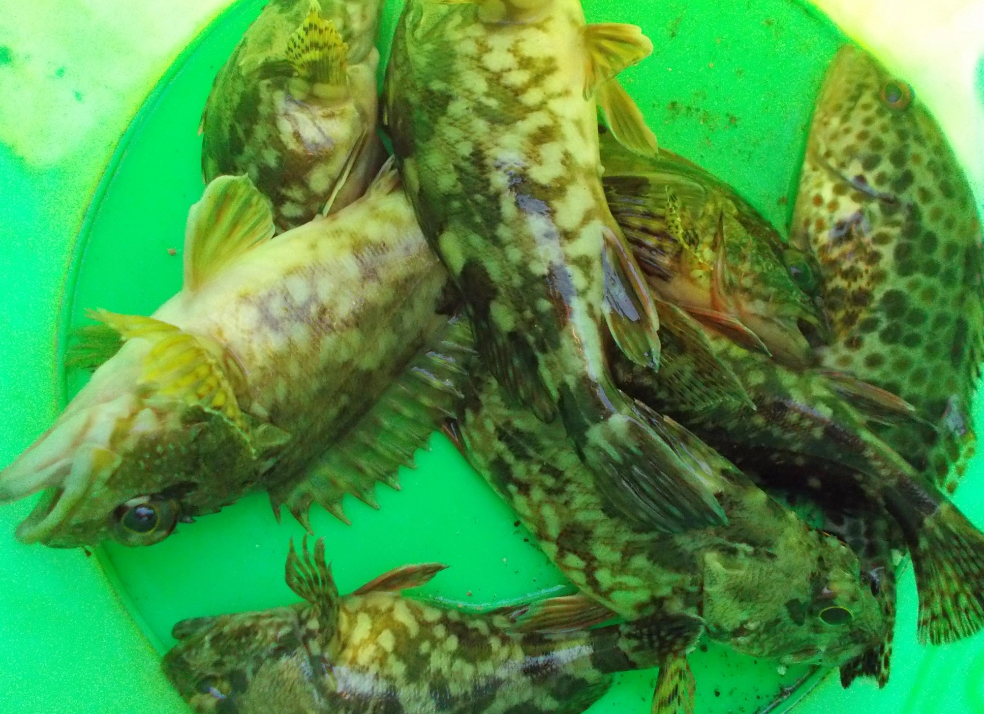 短時間での釣行でしたがアタリ多く楽しめました。