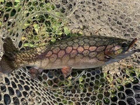 ５０ｃｍのレインボー２匹釣れましたよ。
