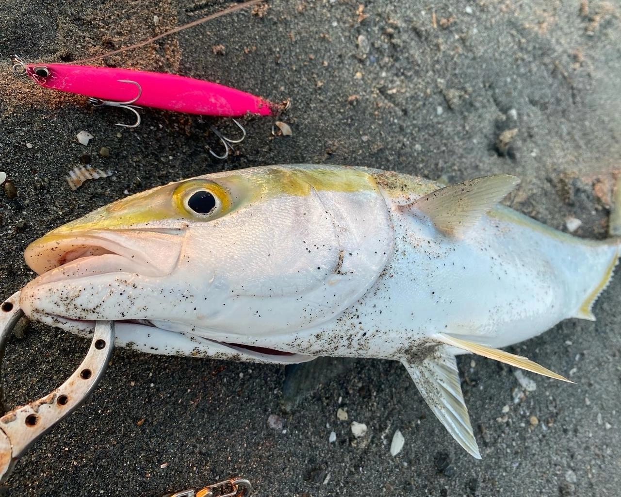 遠くでナブラがあったので【ウエッジ】で青物狙い！フォールでガツン！