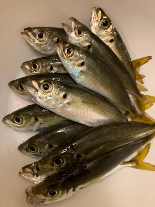 念願のアジにやっと出会えて嬉しい!!!料理が楽しみ♪
根がかりは注意です。