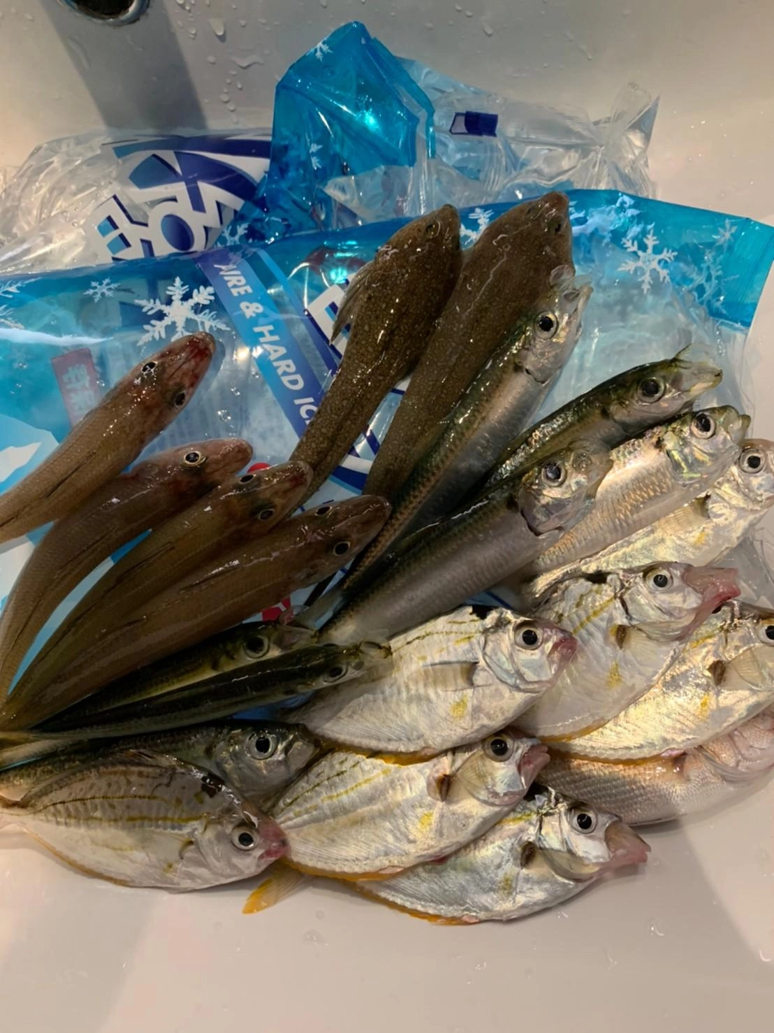 意外にも、キスが釣れるとは