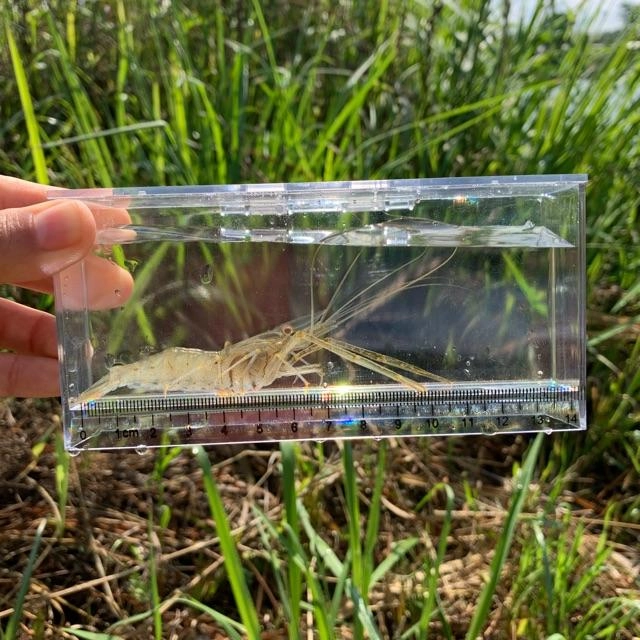 この大きさのエビが釣れます。