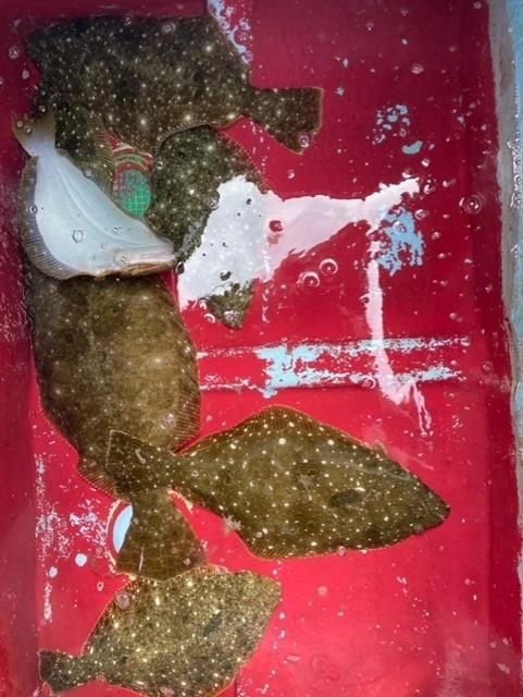 個別に生簀があるので釣った後は活きたままいけすへ港へ戻ったら船長が神経締め血抜きしてくれます♪