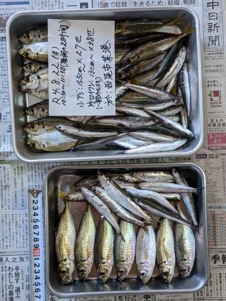 カタクチイワシはそこそこの大きさがあったので持ち帰り
長潮ではあったが、運もあったか。9：30～11：30の誤り