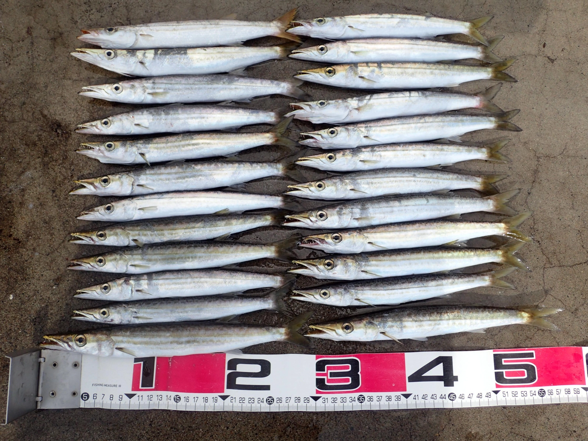 カマス２４匹の釣果！
